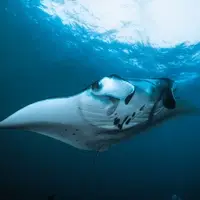 Beautiful manta ray against a starburst