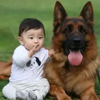 German shepherd kennel