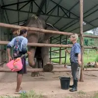 Two people stand on either side of a wooden barrier, engaging with a large Asian elephant inside a covered structure. The elephant calmly presents a foot through the fence, participating in a protected contact training session. One person, a mahout wearing casual clothes and a pink feed bag, offers food rewards. The other, a woman in rubber boots and a plaid shirt, guides the session using positive reinforcement techniques. A black bucket sits nearby, likely used in the care routine. The setting is green and rural, surrounded by forested hills. This scene illustrates Elephation’s approach to improving elephant welfare by building trust-based relationships between elephants and their caregivers through safe, humane training methods. The barrier ensures the elephant can choose to participate while keeping both human and elephant safe.