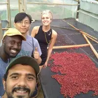 Coffee drying