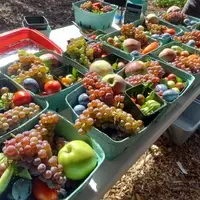 Colorful fresh fruits and vegetables in cardboard containers, with sun shining on them