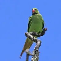 Echo Parakeet