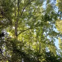 Copas de árboles