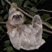 Sloth