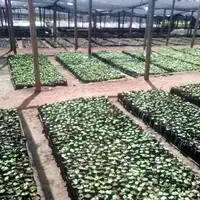 Coffee tree nursery in Machame, Moshi rural district in Kilimanjaro region. At the lowlands of Mt. Kilimanjaro, the suitable place with perfect soil for coffee trees.