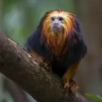Golden-Headed Lion Tamarin