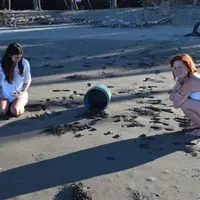 We believe that babyturtles releasing is one of the most amazing experience that someone may take in life.