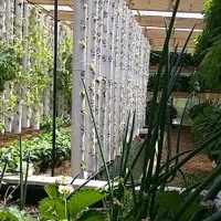 Aquaponic greenhouse with tilapia, lettuce, bok choi, and 10000 hazelnut seedlings.