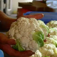 We have a large CSA that supports the programs here at Community Homestead