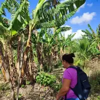 Agroforestry parcel