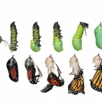 Monarch Metamorphosis