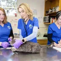 hospital team examines a cat