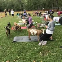 goat yoga