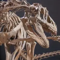 Utahraptor on display at Morrison Museum