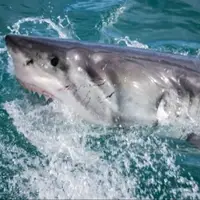 Shark