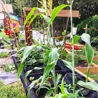 Crops growing at MSK's applied research urban farm