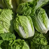 Napa cabbage harvest.