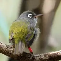 Olive White Eyes