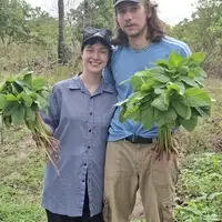 Harvesting vegetables is among a common farm activities