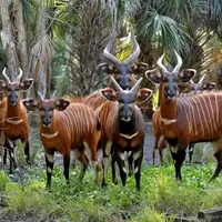 Mountain Bongo Antelope