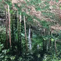 Reforestation with Bamboo (Guadua Angustifolia) endemic to S.A.
