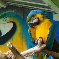 Malcolm the macaw