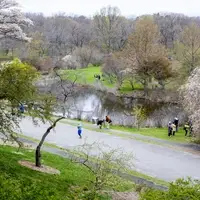 High view looking down on cherry trees in bloom, a pond, and people walking and enjoying the landscape.