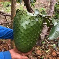 Harvesting Giant Soursop