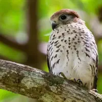 Kestrel