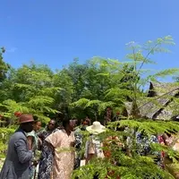 Moringa Oleifera farm