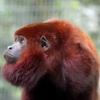 Merazonia sis the only centre in Ecuador succesfully rehabilitating red howler monkeys.