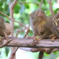 Pygmy Marmosets