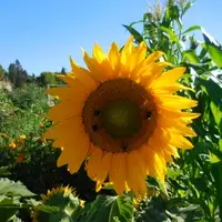 Sherwood Community Garden