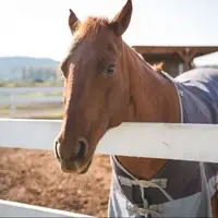 A brown horse stands in the pasture.