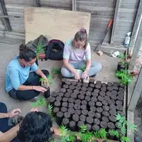 A group of international volunteers at Semillas Life NGO preparing native saplings for a reforestation project in the Peruvian Amazon. The volunteers are holding small trees in biodegradable bags, getting ready to plant them in a degraded area of the rainforest in Codo del Pozuzo.