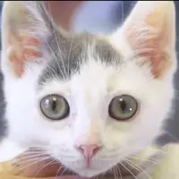 Fis Felines by Five months!