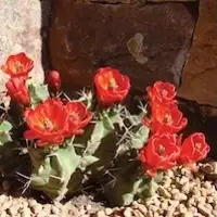 Cactus at the Santa Fe Botanical Garden