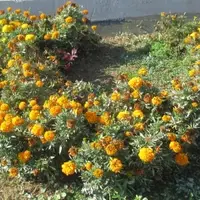 Bronx Stadium Gardens