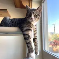 Cat resting by a window
