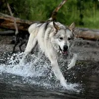 Most are off leash trained