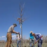 Volunteers planting a tree