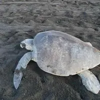 SAVING THE TURTLES PROJECT