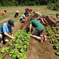 Lettuce Weeding