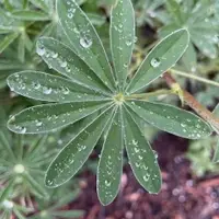 Silver lupine