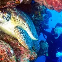 Ecological monitoring involves regularly observing and recording the condition of coral reefs. In this program, volunteers assist in monitoring efforts to support data collection for marine conservation areas.