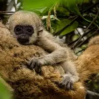 baby woolly spider monkey