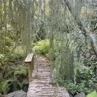 garden bridge with weeping spruce