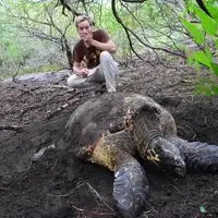 Eastern Pacific Hawksbill Sea Turtles is one of the most endangered sea turtle population around the world