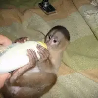Feeding of a baby capuchin monkey