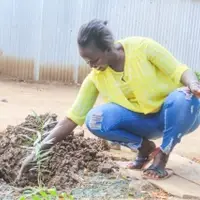 TREE PLANTING
